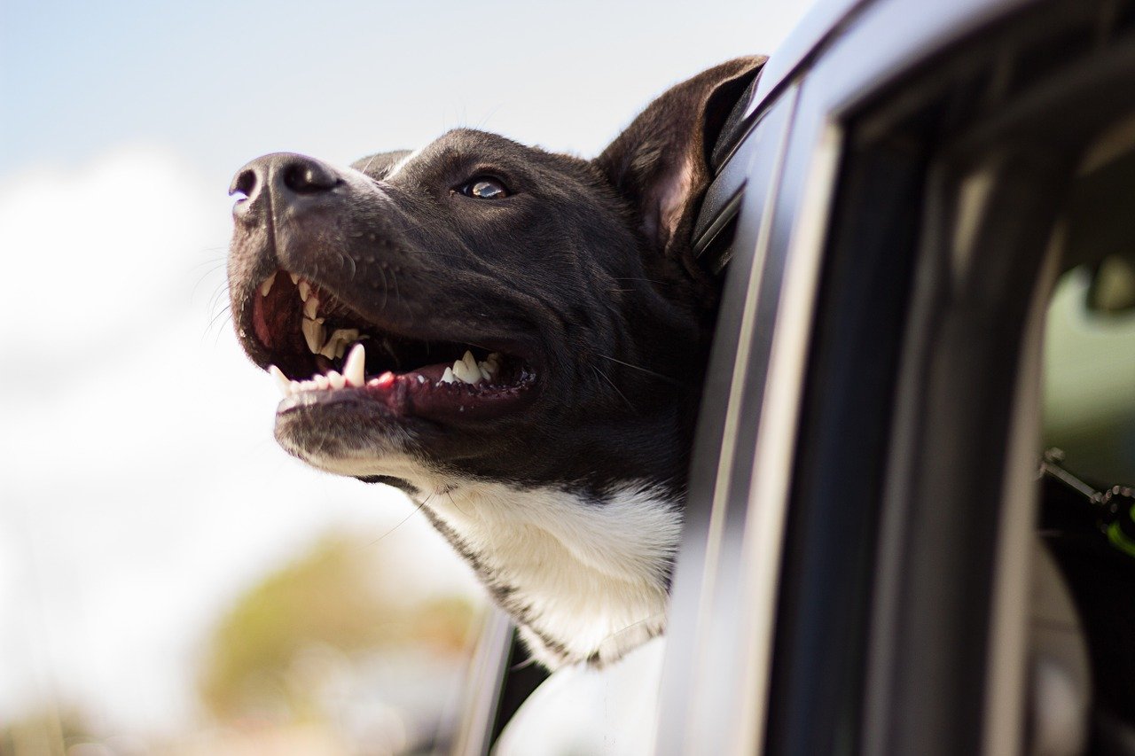 Dog Services Dog Services