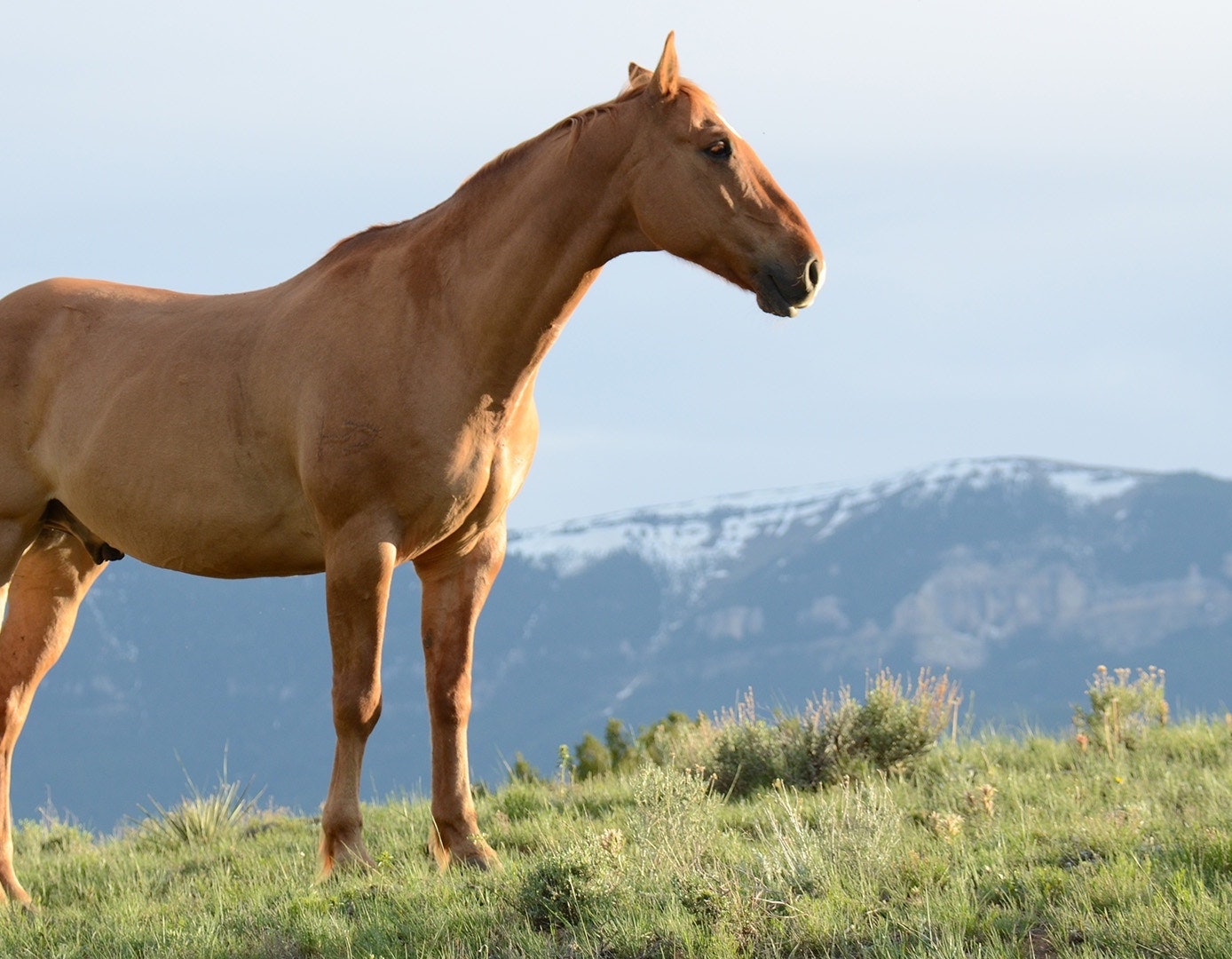 Equine Services