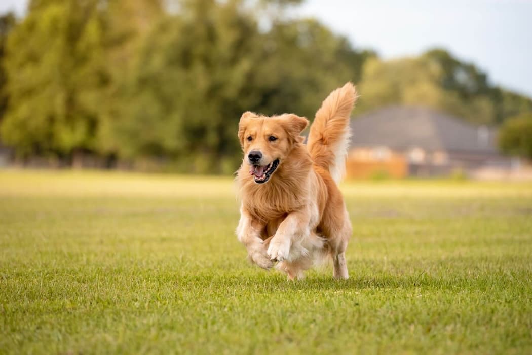 Golden Retriever running, flagstaff arizona