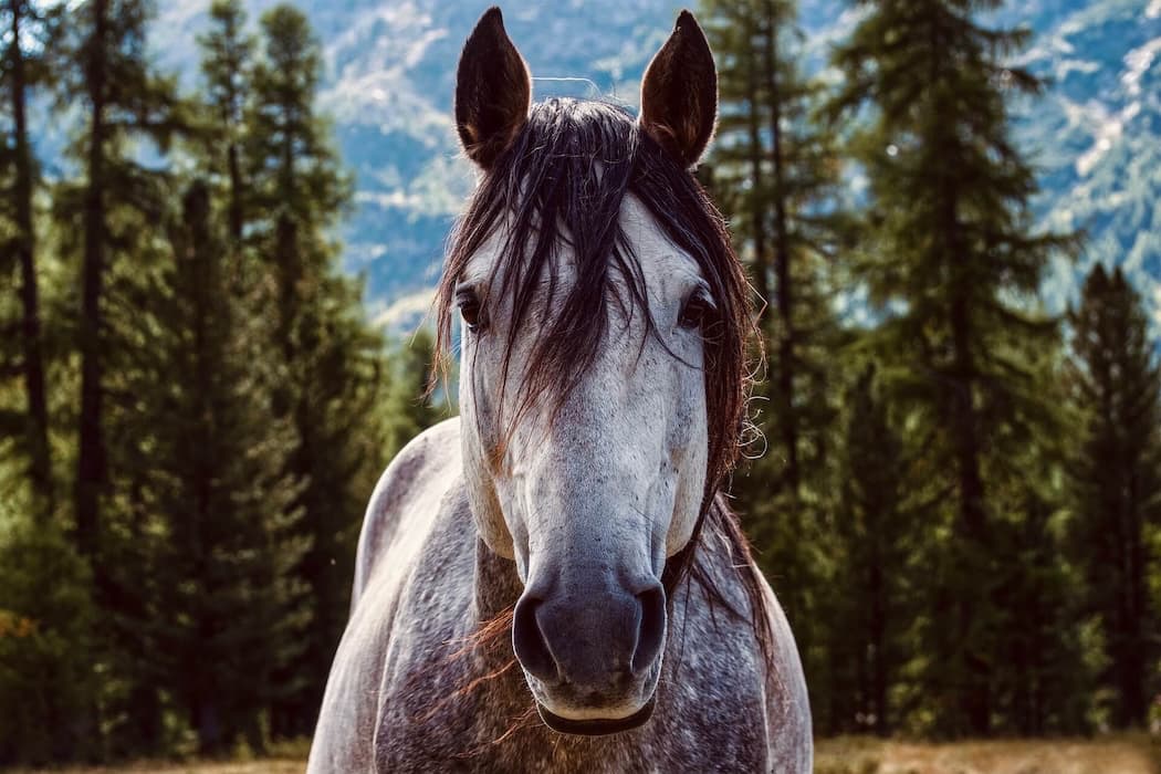 aspen vet