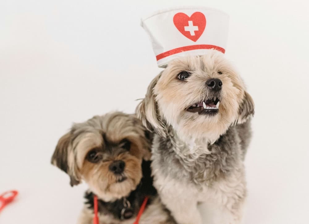 Pet Pharmacy Image