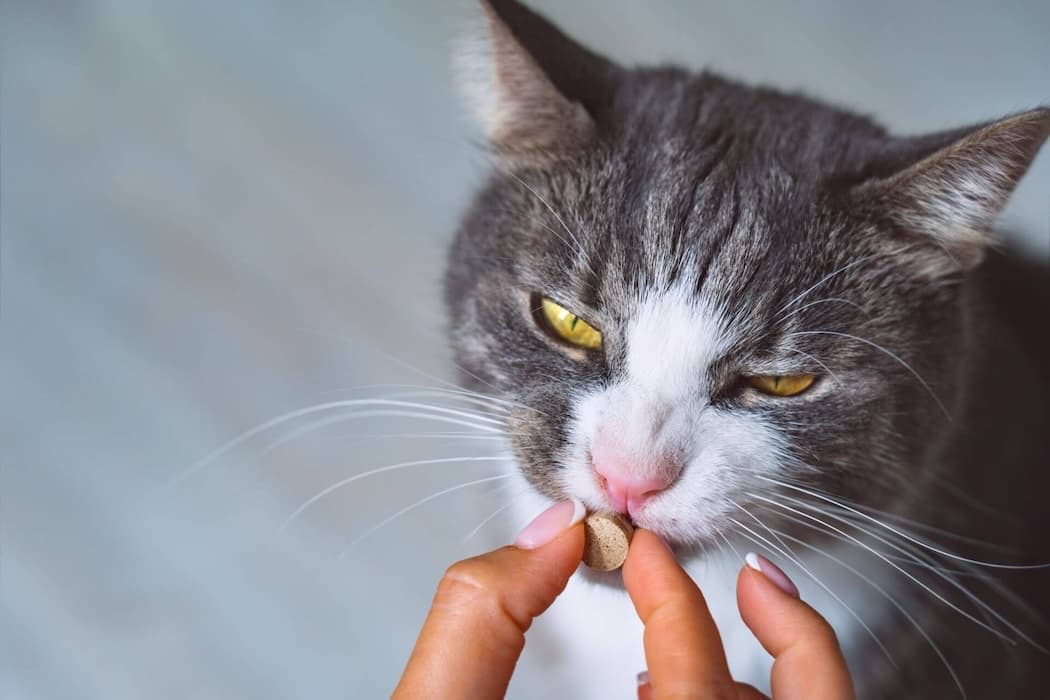 Cat eating pill.