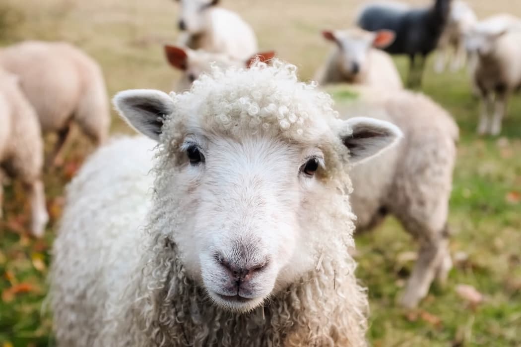 sheepslider.png