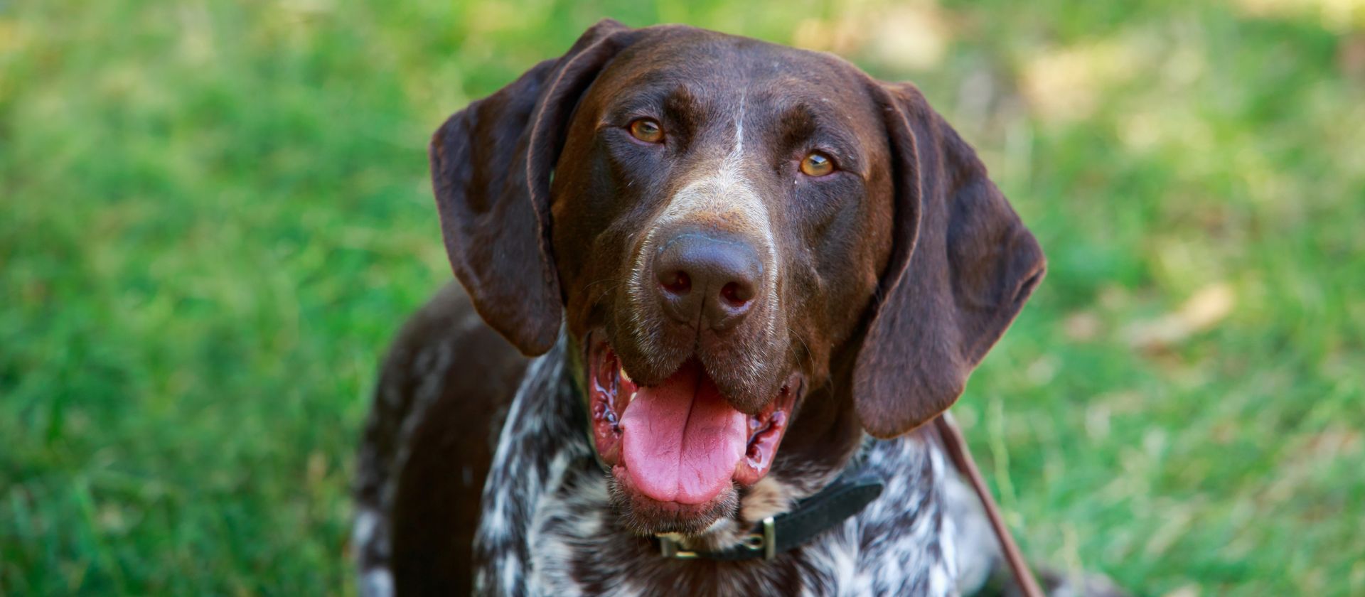 Aspen Veterinary Clinic