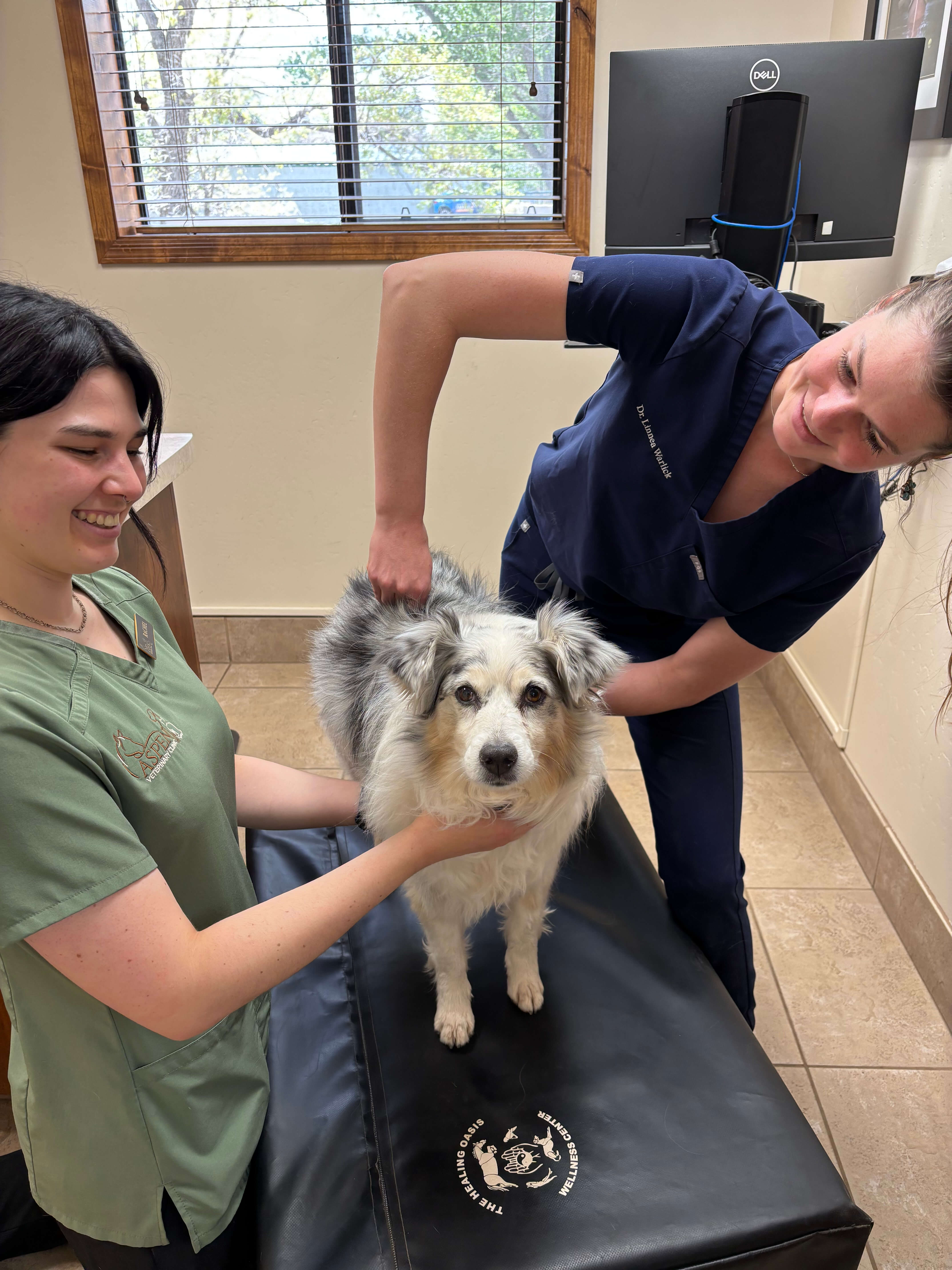 Dr. Warlick doing chiropractic on dog.