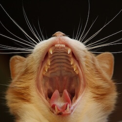 Cat Veterinary Services in Flagstaff
