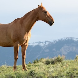 Equine Veterinary Services in Flagstaff