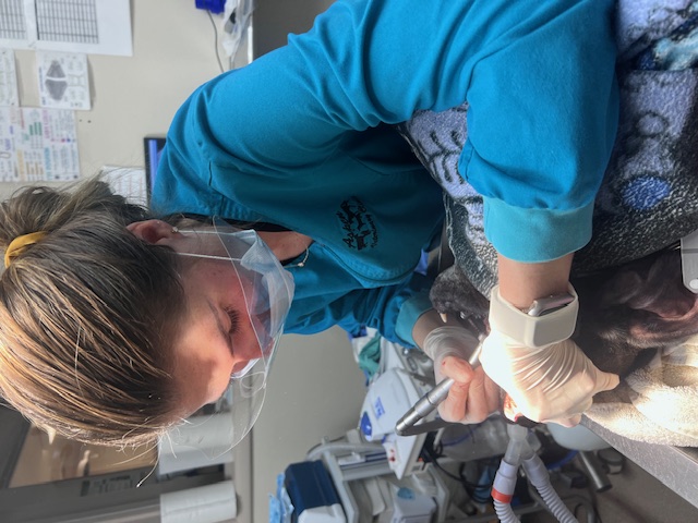 Dog Dental Care in Flagstaff, AZ - Aspen Veterinary Clinic - Dr. Warlick