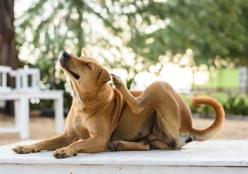 Aspen Vet Clinic, Flagstaff, AZ, dog allergies