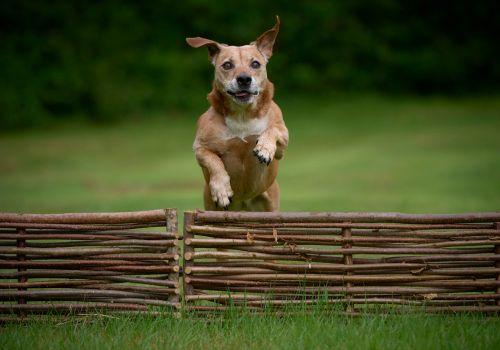 Aspen Vet Clinic, Flagstaff Arizona, Dog arthritis