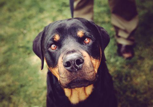 Rottweiler cancer Flagstaff, Arizona.