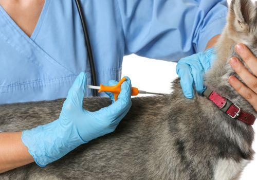 Dog Microchipping, Aspen Veterinary Clinic, Flagstaff