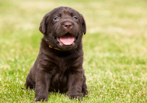 Aspen Veterinary Clinic, Spay and Neuter Dog