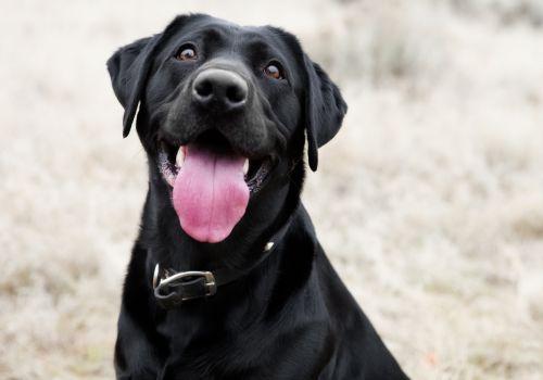 black lab aspen veterinary clinic