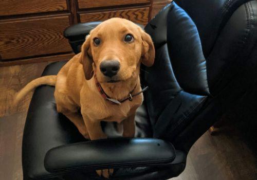 Labrador Retriever at Aspen Veterinary Clinic in Flagstaff Arizona