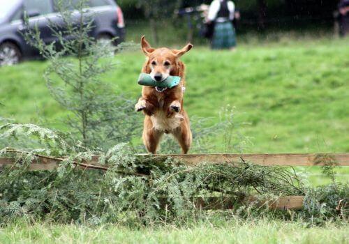Golden Retriever running in woods with water baton.
