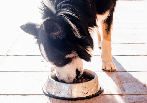 Border Collie eating food from bowl.