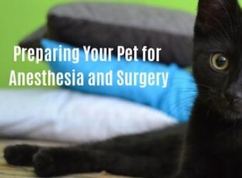 Preparing Your Pet for Anesthesia and Surgery