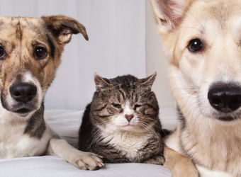 Aging Changes in Dogs and Cats