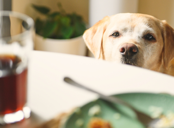 Human Foods that are Toxic to Dogs