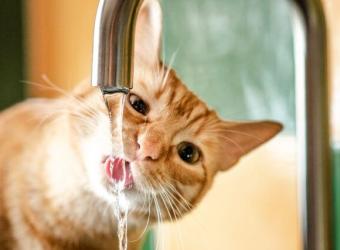Is My Cat Dehydrated? Spotting Dehydration in Cats and Promoting Healthy Drinking Habits
