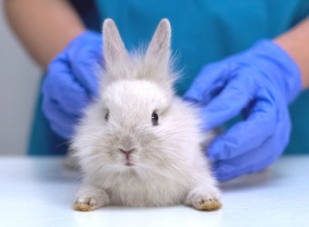 Caring for your ill pet. What is the cost of veterinary care?